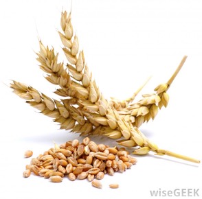 wheat-ears-and-wheat-kernels